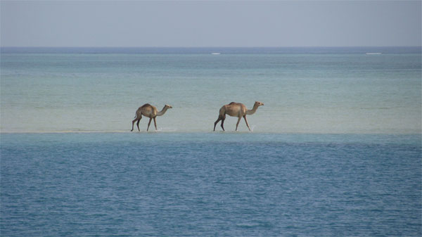Camels in Port Sudan, taken by nathalie